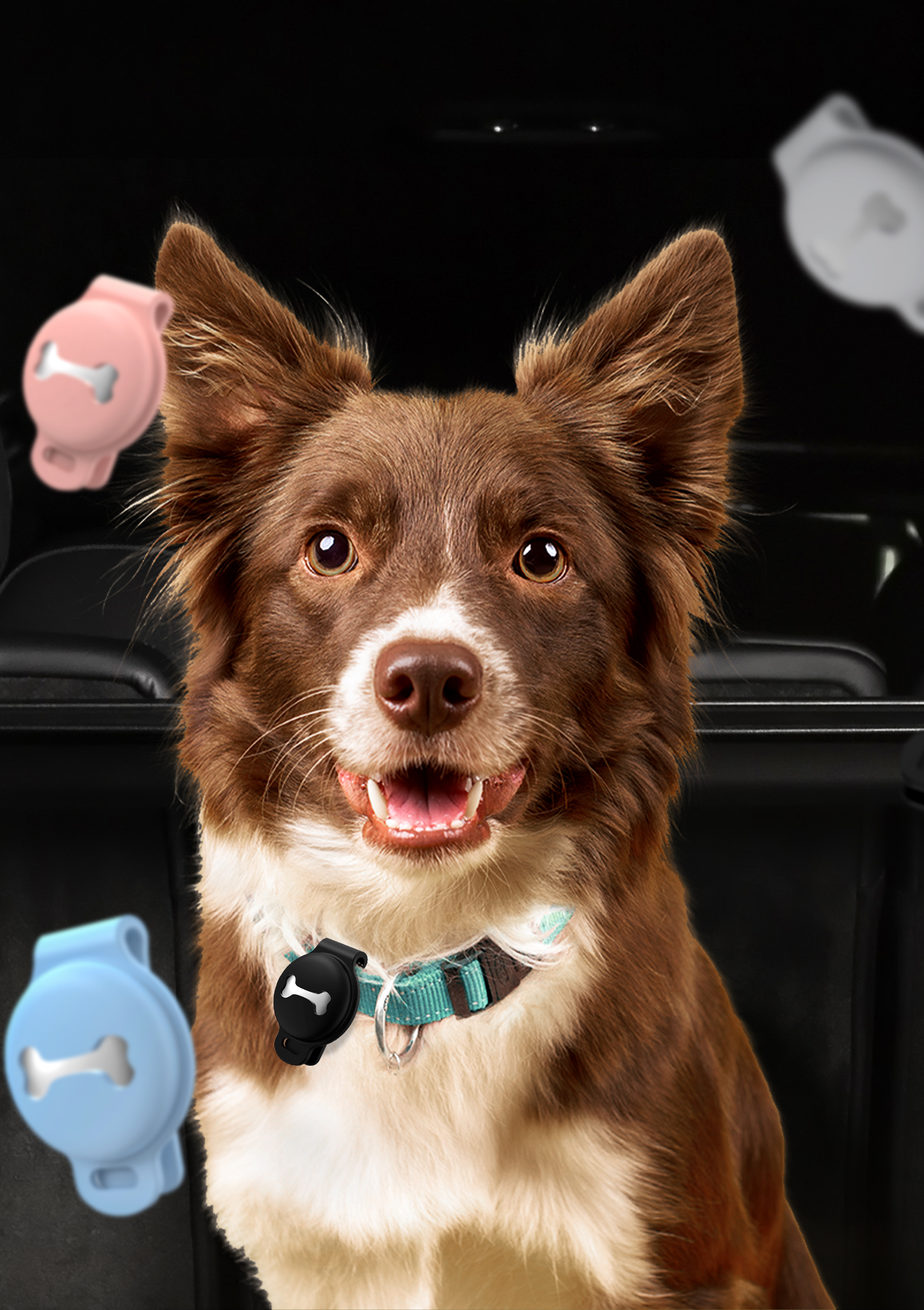 Keep your dog safe!