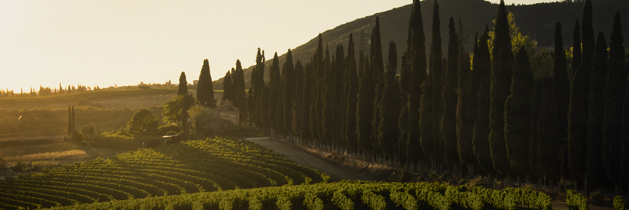 Emotions to savor: a Tuscan wine story